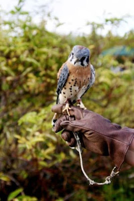 Falco sparverius,
American Kestrel,
Buntfalke,
Cern&iacute;calo americano,
Cern&Yacute;calo americano,
cr&eacute;cerelle d'Am&eacute;rique,
cr&Uacute;cerelle d'Am&Uacute;rique,
Gheppio americano,
Quiriquiri