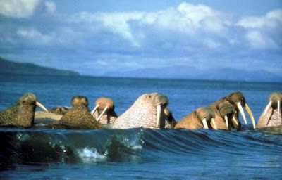 Odobenus rosmarus,
morse,
Walrus