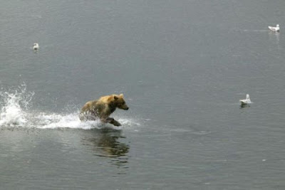 Brown Bear Brown Bear