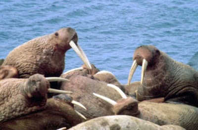 Odobenus rosmarus,
morse,
Walrus