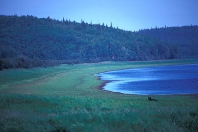 American Black Bear American Black Bear
