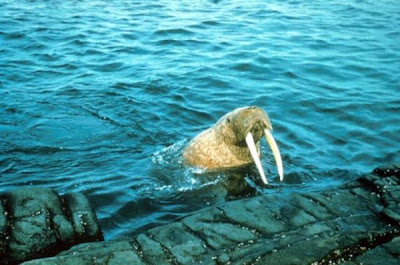 Odobenus rosmarus,
morse,
Walrus
