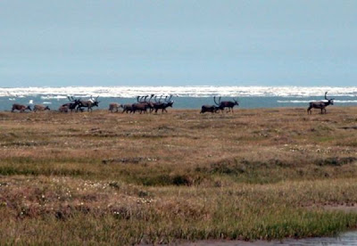 Rangifer tarandus,
caribou,
reindeer