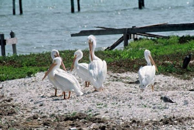 American White Pelican American White Pelican