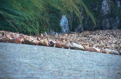 Odobenus rosmarus,
morse,
Walrus