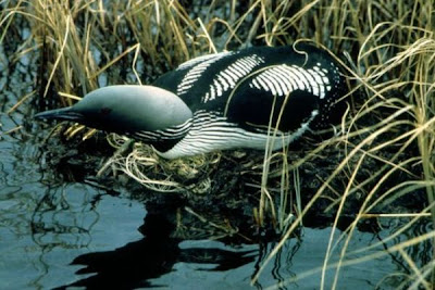 Arctic Loon Arctic Loon