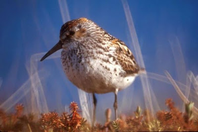Calidris mauri,
Bergstrandl&auml;ufer,
b&eacute;casseau d'Alaska,
Correlimos de Alaska,
Pilrito de Maur,
Piro-piro occidentale,
Playero occidental,
Western Sandpiper