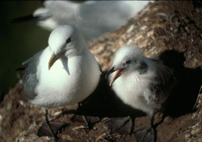 Black-legged Kittiwake Black-legged Kittiwake