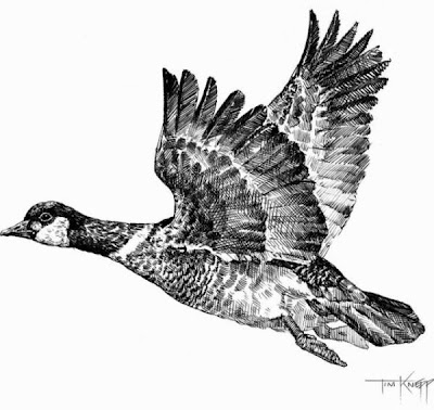 Branta canadensis leucognaphalus Branta canadensis leucognaphalus