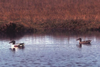 Canard souchet Canard souchet