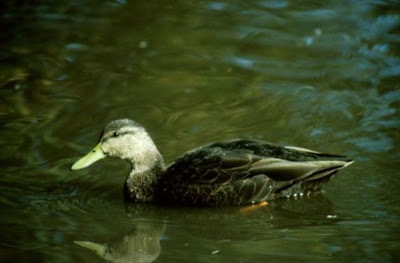 Pacific Black Duck