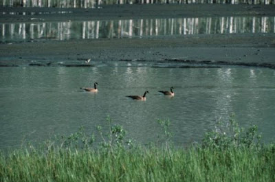 Branta canadensis occidentalis