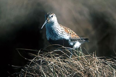Calidris alpina,
Alpenstrandl&auml;ufer,
b&eacute;casseau variable,
Correlimos Com&uacute;n,
Dunlin,
Pilrito-comum,
Piovanello pancianera,
Playero dorso rojo