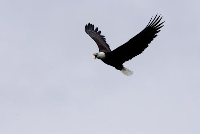 Bald Eagle Bald Eagle