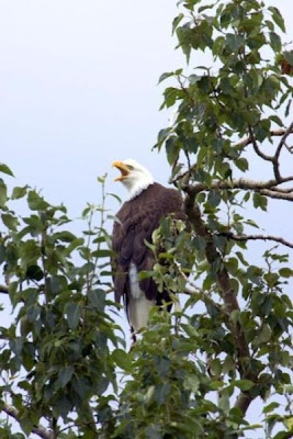 Bald Eagle Bald Eagle