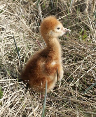 Grus canadensis,
Grou do Canad&aacute;,
Gru canadese,
grue du Canada,
Grulla Canadiense,
Grulla gris,
Kanadakranich,
Sandhill Crane