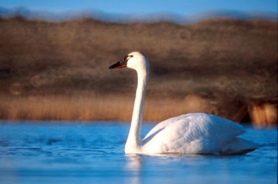 Cisne de tundra Cisne de tundra
