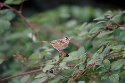 Zonotrichia leucophrys,
bruant &agrave; couronne blanche,
bruant &Oacute; couronne blanche,
Dachsammer,
Escrevedeira-de-testa-branca,
Gorri�n corona blanca,
Gorri&oacute;n corona blanca,
Passero corona bianca,
Sabanero de Corona Blanca,
White-crowned Sparrow