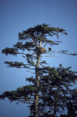 Bald Eagle Bald Eagle