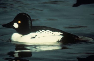 Bucephala clangula,
Common Goldeneye,
garrot &agrave; oeil d'or,
Pato chill&oacute;n,
Pato-olho-d'ouro,
Porr&oacute;n Osculado,
Quattrocchi comune,
Schellente
