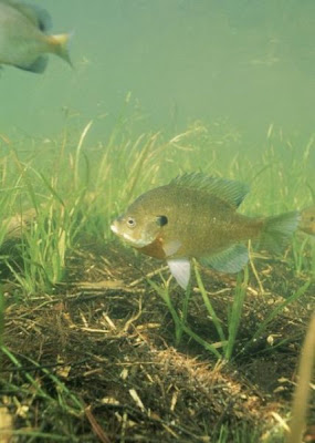 Bluegill Bluegill