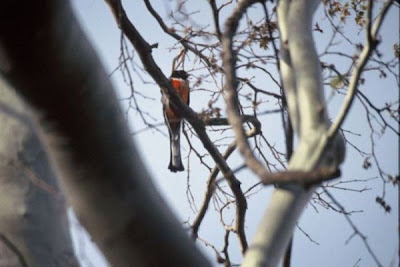 Elegant Trogon