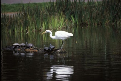 Garza blanca