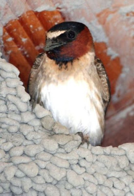 Cliff Swallow Cliff Swallow