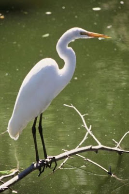 Garza blanca