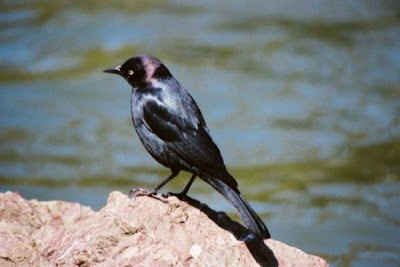Brewer's Blackbird Brewer's Blackbird