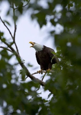 Bald Eagle Bald Eagle