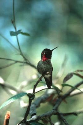 Calypte anna,
Anna's Hummingbird,
Colibr&iacute; cabeza roja