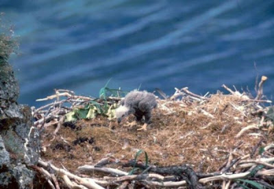 Bald Eagle Bald Eagle