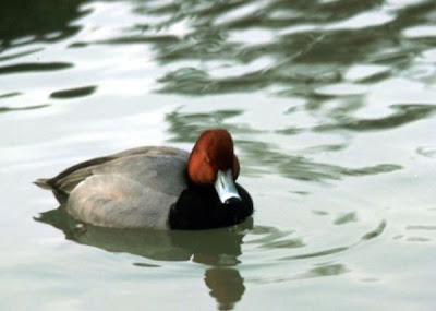 Aythya americana,
fuligule à tête rouge,
Moriglione americano,
Pato cabeza roja,
Porrón Americano,
Redhead,
Rotkopfente,
Zarro-americano Aythya americana,
fuligule à tête rouge,
Moriglione americano,
Pato cabeza roja,
Porrón Americano,
Redhead,
Rotkopfente,
Zarro-americano