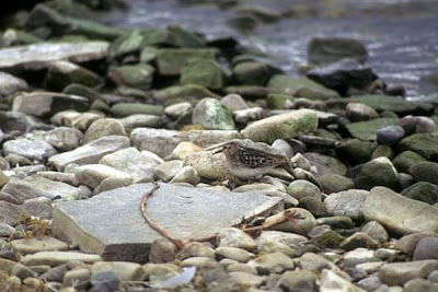 Calidris minutilla,
b&eacute;casseau minuscule,
Correlimos Menudillo,
Least Sandpiper,
Pilrito-an&atilde;o,
Piro-piro americano,
Playero chichicuilote,
Wiesenstrandl&auml;ufer