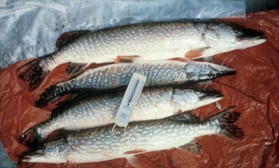 Grand brochet