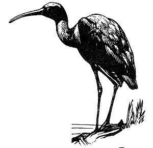 Glossy Ibis Glossy Ibis