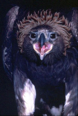 Golden Eagle