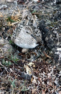 Calidris bairdii,
Baird's Sandpiper,
Bairdstrandläufer,
bécasseau de Baird,
Correlimos de Baird,
Gambecchio di Baird,
Pilrito de Baird,
Playero de Baird Calidris bairdii,
Baird's Sandpiper,
Bairdstrandläufer,
bécasseau de Baird,
Correlimos de Baird,
Gambecchio di Baird,
Pilrito de Baird,
Playero de Baird