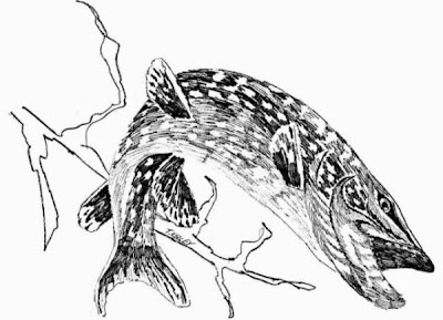 Grand brochet