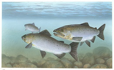 Pacific salmon