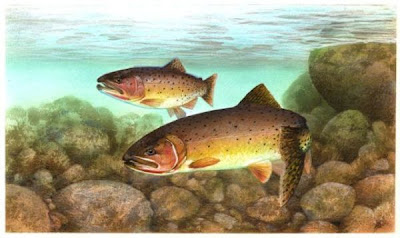 Cutthroat trout