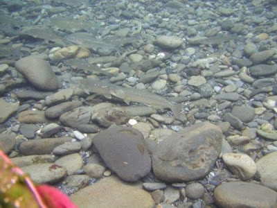 Bull trout Bull trout