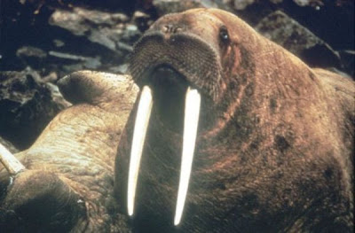 Odobenus rosmarus,
morse,
Walrus