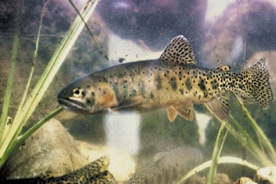 Rio Grande cutthroat trout Rio Grande cutthroat trout