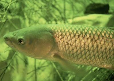 Grass carp