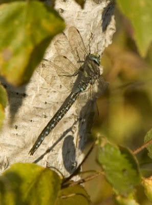 Aeshna palmata,
Paddle-tailed Darner