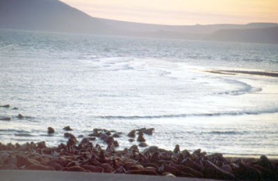 Odobenus rosmarus,
morse,
Walrus