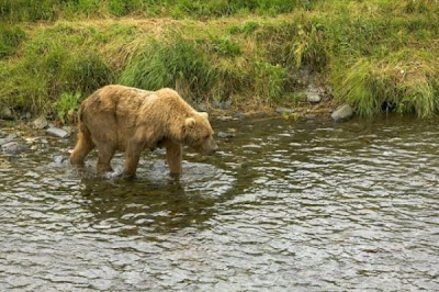 Brown Bear Brown Bear