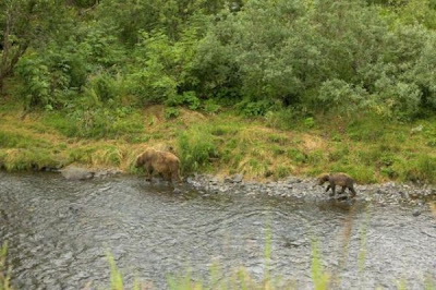 Brown Bear Brown Bear